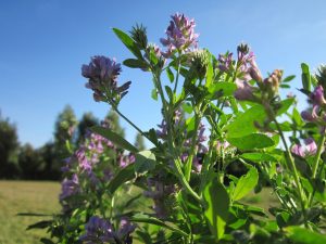 Alfalfa plant